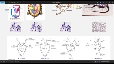 SAVIA REPASO 2025 - 2 | Semana 02 | Anatomía