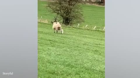 Funniest ANIMALS Videos 2025 That Will Make You Burst Into Laughter 😂
