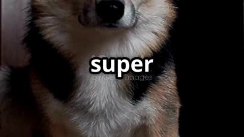 Keep Your Pets Happy Indoors This