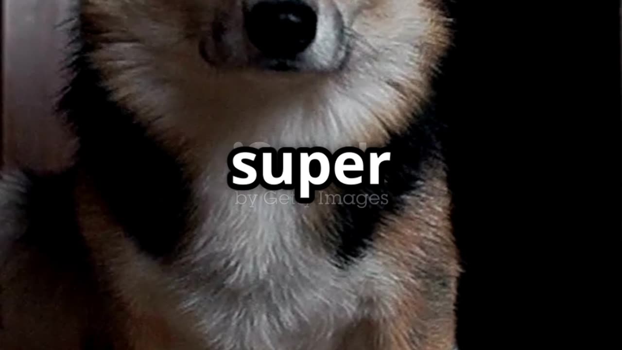 Keep Your Pets Happy Indoors This