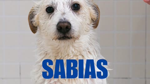 Cuidados básicos animais companhia