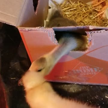 We weren't sure Tooey was Roman tufted when we got her to keep Lemongrab company | #SparklegleamFarm