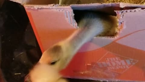 We weren't sure Tooey was Roman tufted when we got her to keep Lemongrab company | #SparklegleamFarm