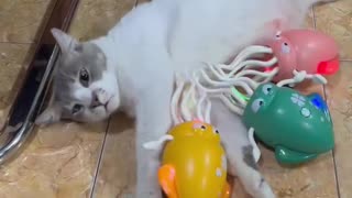 Chill cat enjoying massage time