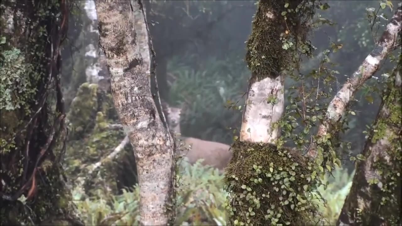 Hunting NZ red deer