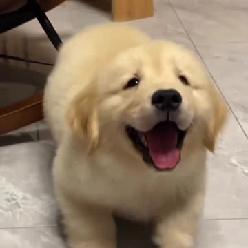 Who Should I Share This Cute Chick Fur With