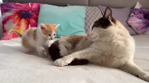 Dad Cat Ignores Tiny Kitten