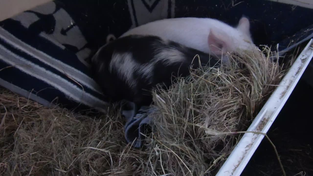 Getting comfy for a nap