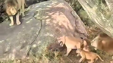 LIONS IN EPIC FIGHTS