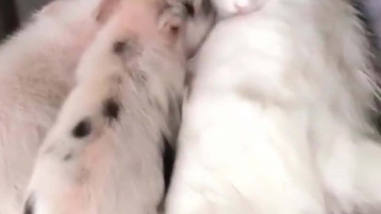 Adorable Mini Pig Video