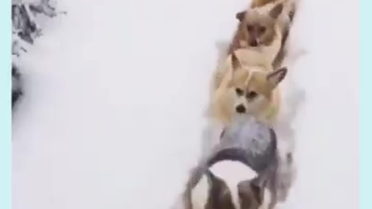 Funny animals