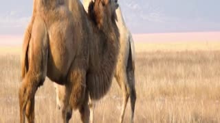 camel