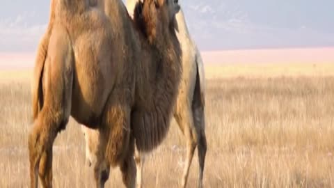 camel