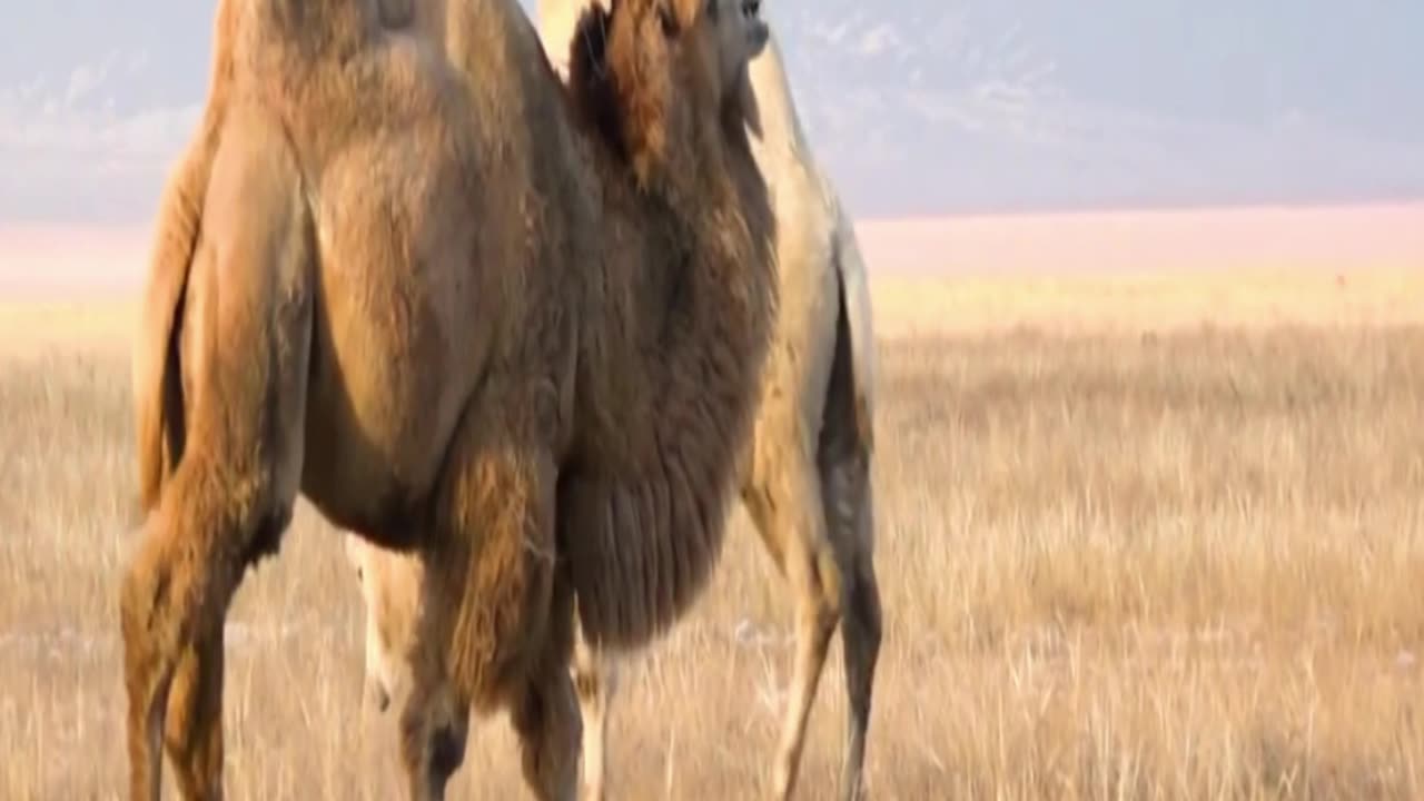 camel