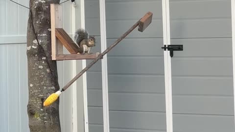 Squirrel Eats Corn on a Squirrel Spinner