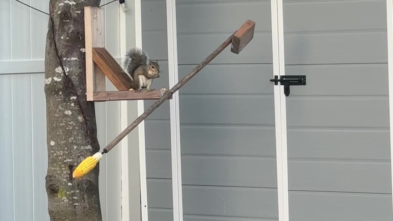 Squirrel Eats Corn on a Squirrel Spinner