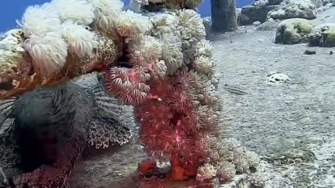Crocodile fish