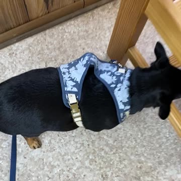 Leo’s Scared of The Vet