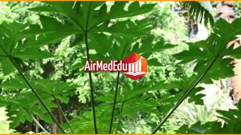 45 Beneficios de las Hojas de Papaya