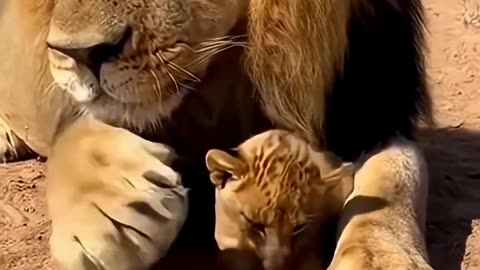 When the lion hit the cub, the lioness slapped the lion