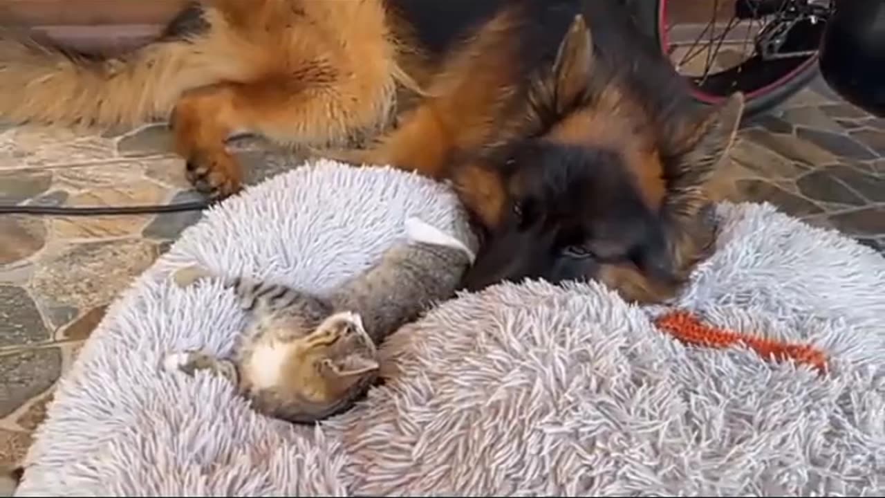 Dog and cat