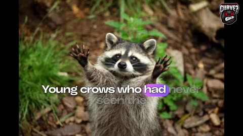 Why Pigeons Make Milk & Crows Remember Faces: 20 Wild Facts About Common Wildlife