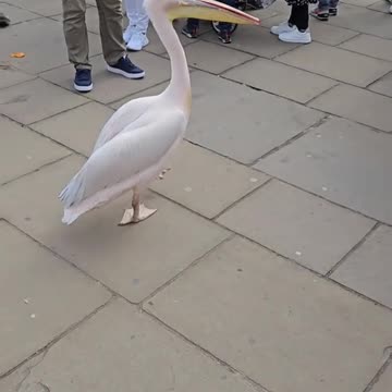 Pelican in uk