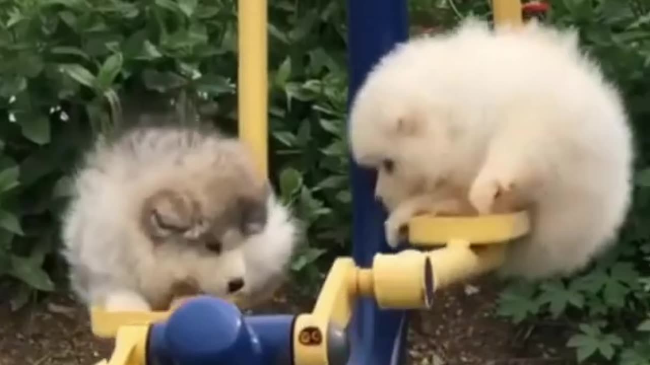 The strangest atrocities of dogs