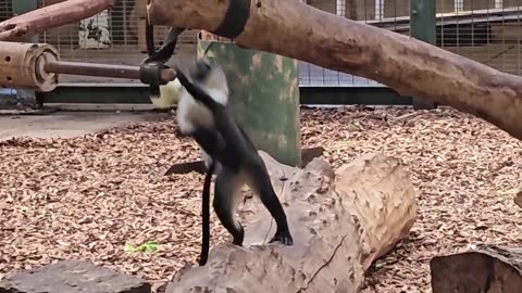 Smart Black Monkeys