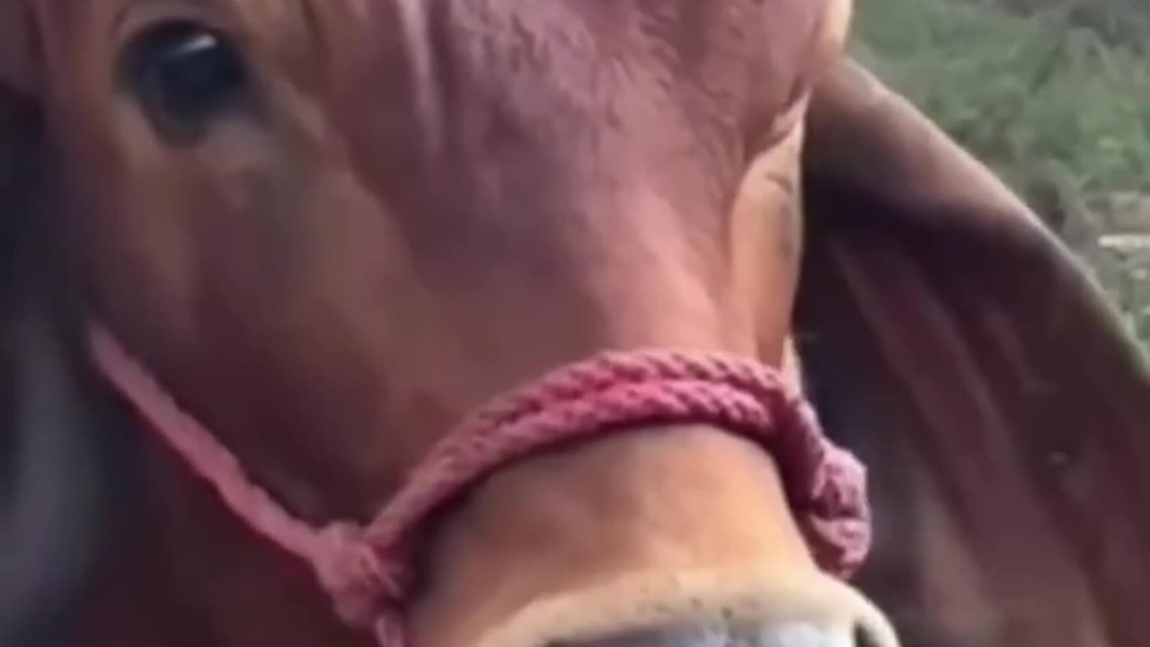 "😂 When life gives you lemons, make a meme! 🍋🤣