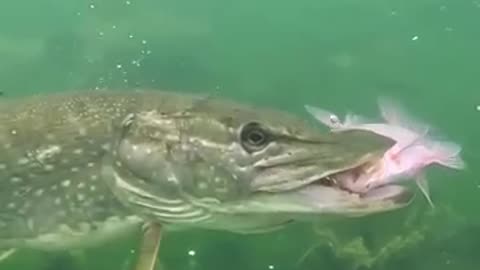 Pike always attack head.....