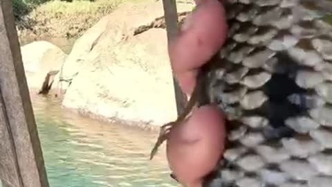I just need a good catch! #fishing #fishing #fisherman