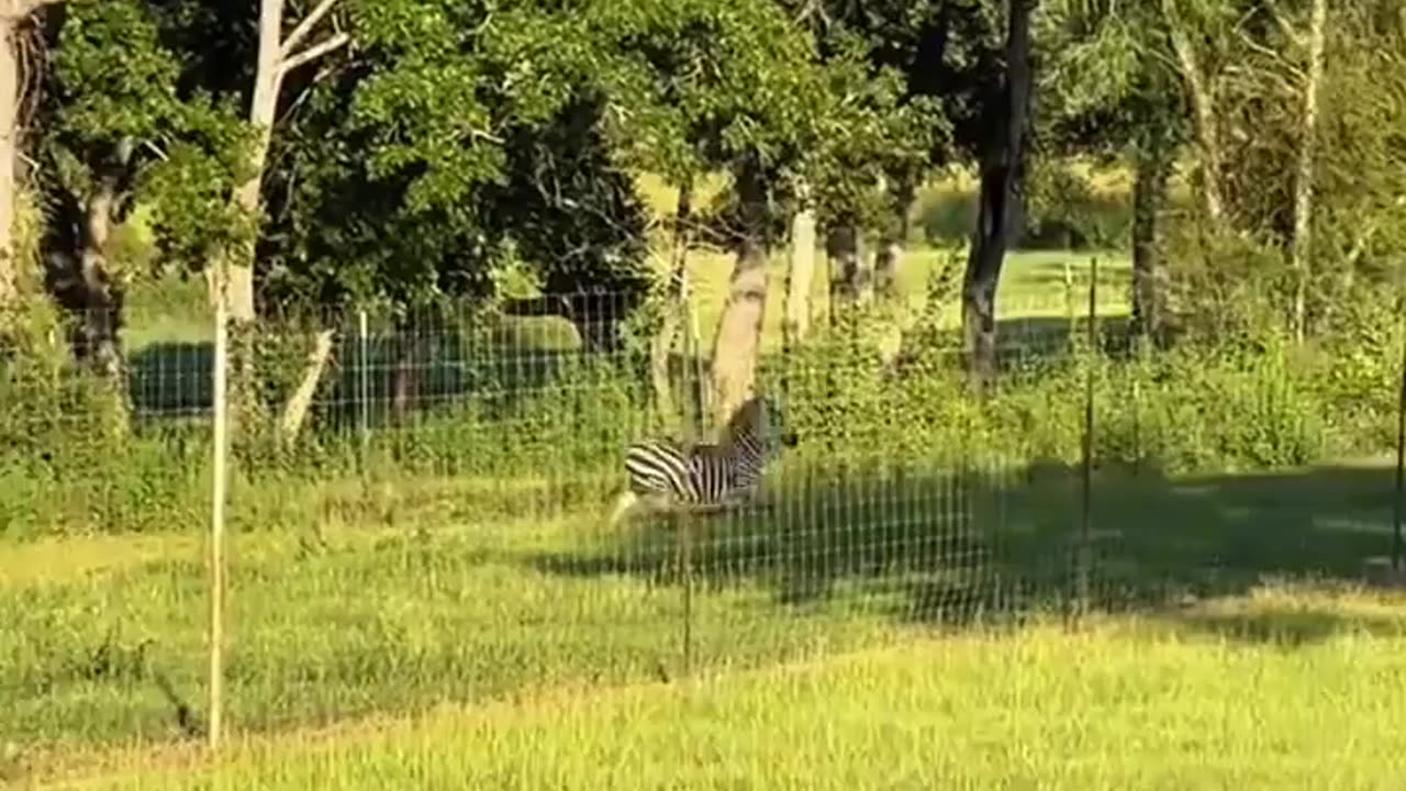 🤯🐴 Watch A Zebra Do A Front Flip Over A Fence! | FeedMyCuriosity