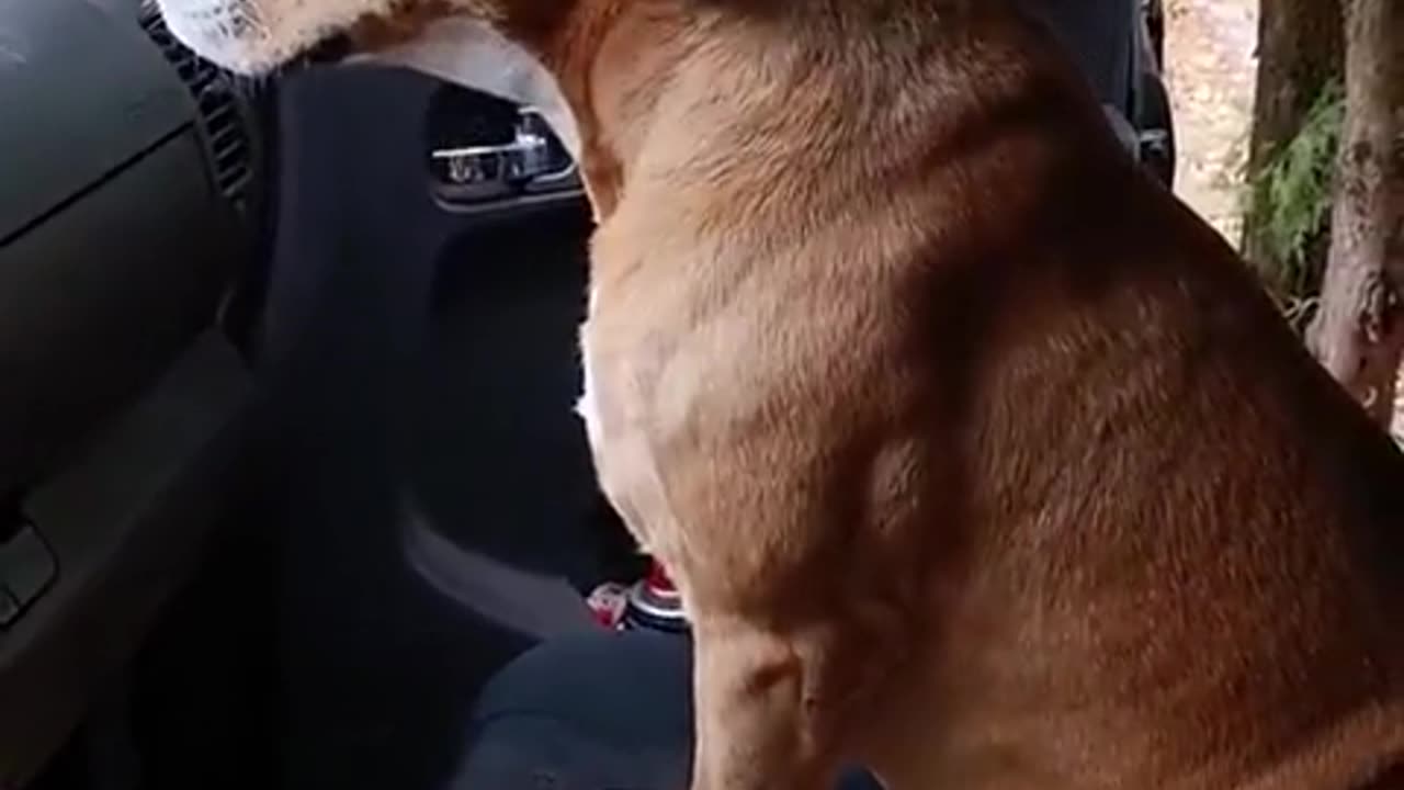 🐕🇺🇦 Ukraine Russia War | Loyal Ukrainian Dog Joins Comrade in Battle | RCF