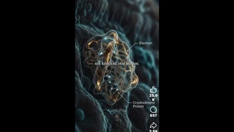 How Does a Bird Find Its Way Home?