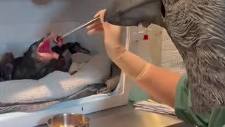 🦅 You Won't Believe How Orphaned Ravens Are Fed! | FunFM