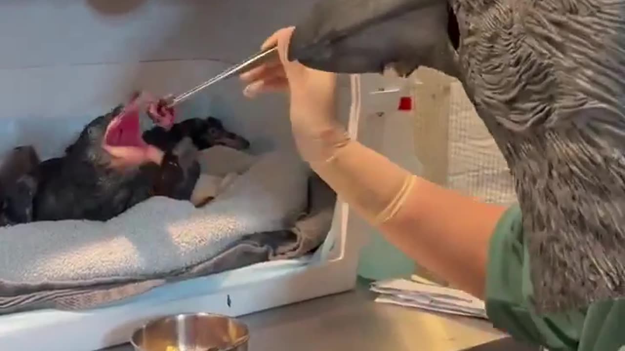 🦅 You Won't Believe How Orphaned Ravens Are Fed! | FunFM
