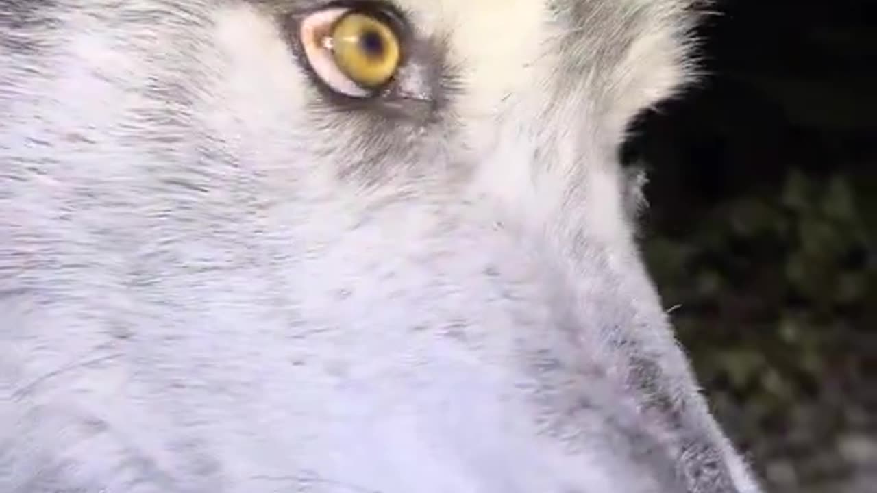 You’ve never seen a nicer wolf.