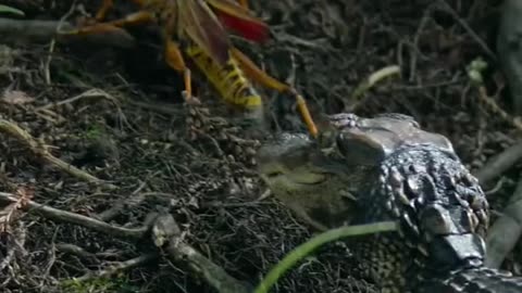 "Newborn Alligator Hunts Tiny Insects"