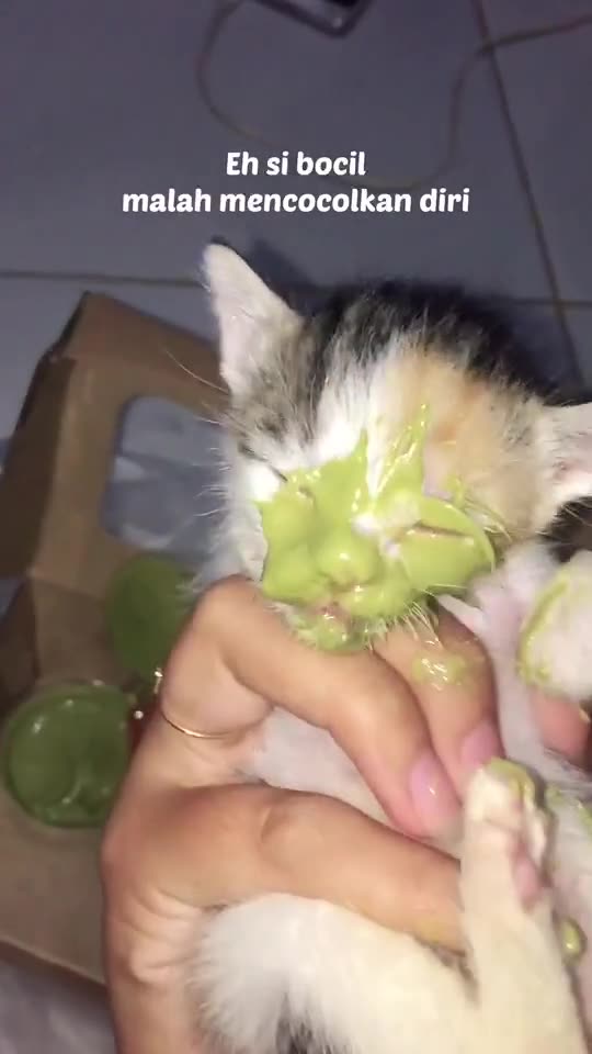 Funny Cat Video 31 - cat eating jam