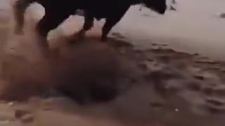 Woe Day 104. I am in the ark. Waiting for GOD to open the Door for a spring/summer Pentecost rapture