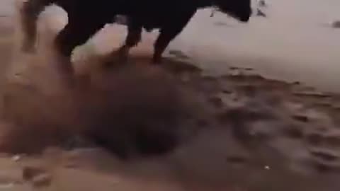 Woe Day 104. I am in the ark. Waiting for GOD to open the Door for a spring/summer Pentecost rapture