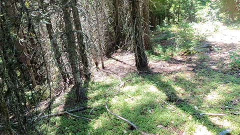 Bigfoot Evidence - old skid trail blocked off by dozens of tree tops