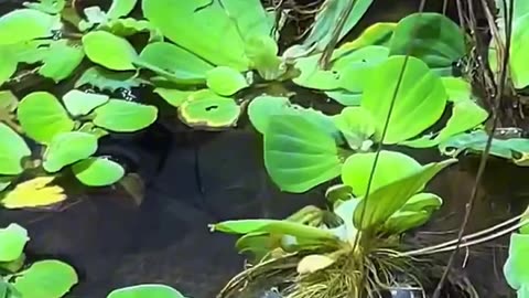 🤯✨ Watch Anaconda Realign Its Jaw After Eating! | FeedMyCuriosity