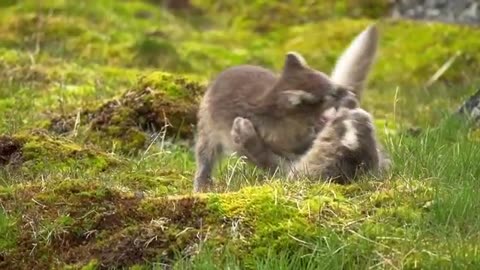 Animal Planet OLED Demo | HDR 8K Ultra HD | Dolby Vision™ | 60fps