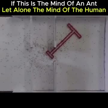 Did you know that the human mind is a marvel of the universe? 🌌