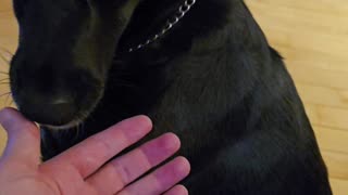 Dog thinks my hand need cleaning