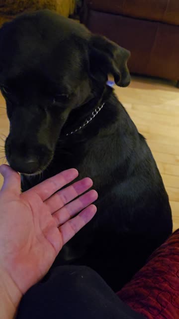 Dog thinks my hand need cleaning