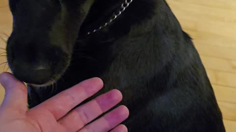 Dog thinks my hand need cleaning