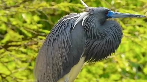 Tricoloured Heron performance...